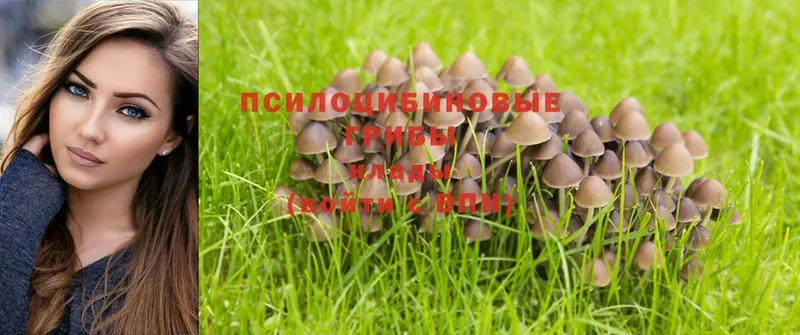 Галлюциногенные грибы Psilocybine cubensis  Северская 